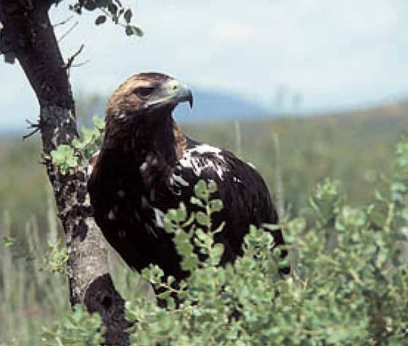 Aguila-Imperial Sierra de-Andujar