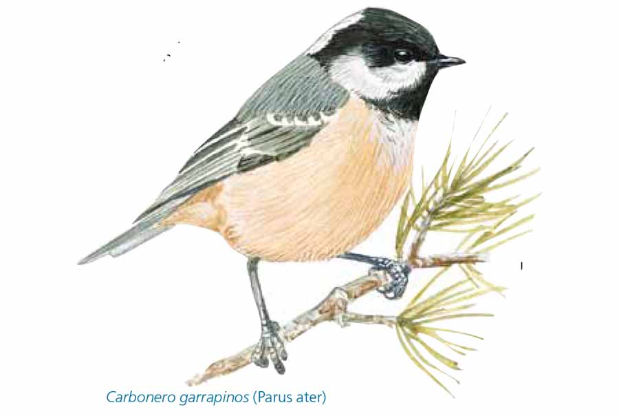 Carbonero-garrapinos