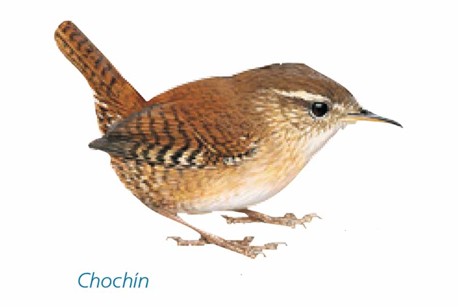 Chochin-pajaro-sierra-de-Andujar