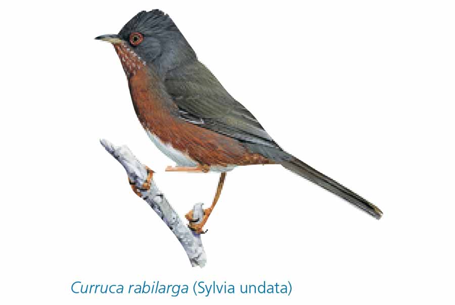 Curruca-Rabilarga-pajaro-Sierra-de-Andujar