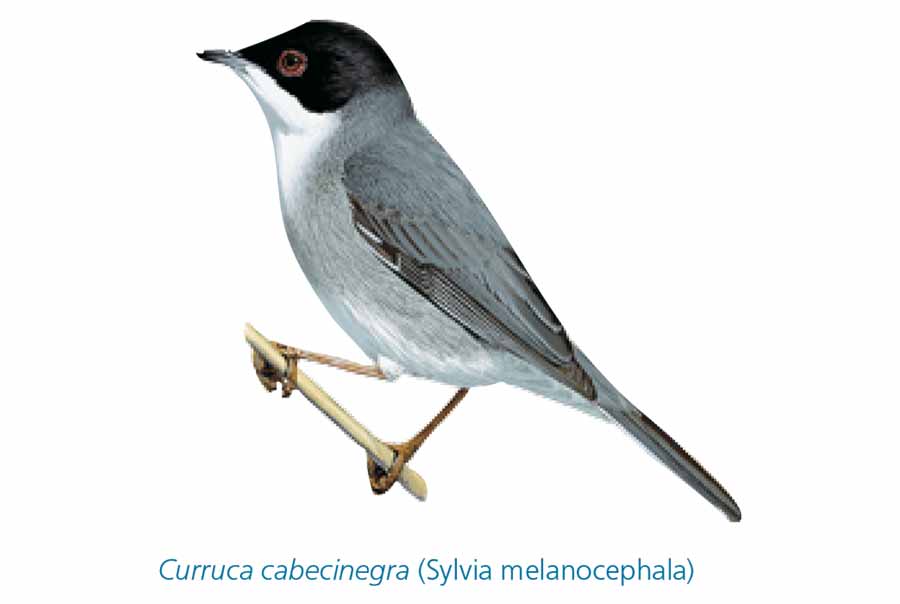 Curruca-cabecinegra-pajaro