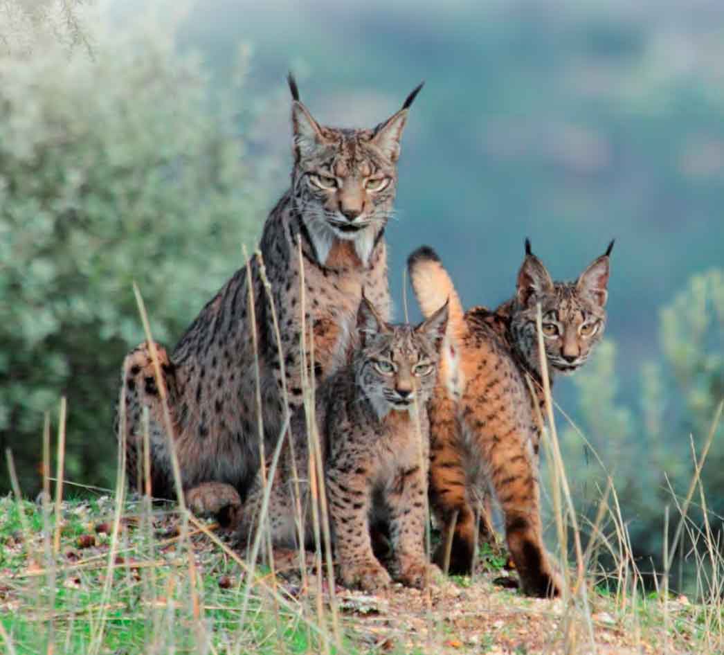 Lince con crías