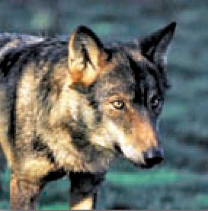 Lobo Sierra de Andújar