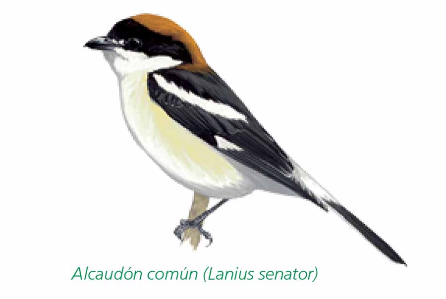 Pajaro-Alcaudon-comun-Sierra-de-Andujar