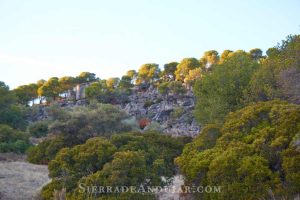 Bolos Sendero-jabali-jandula