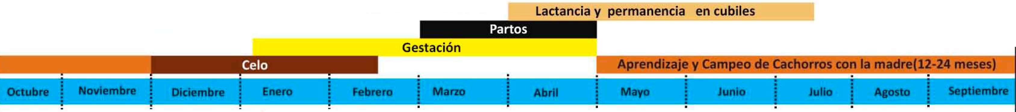 calendario-cría-del-lince