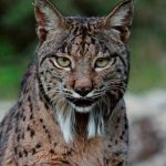 Lince sierra de Andújar