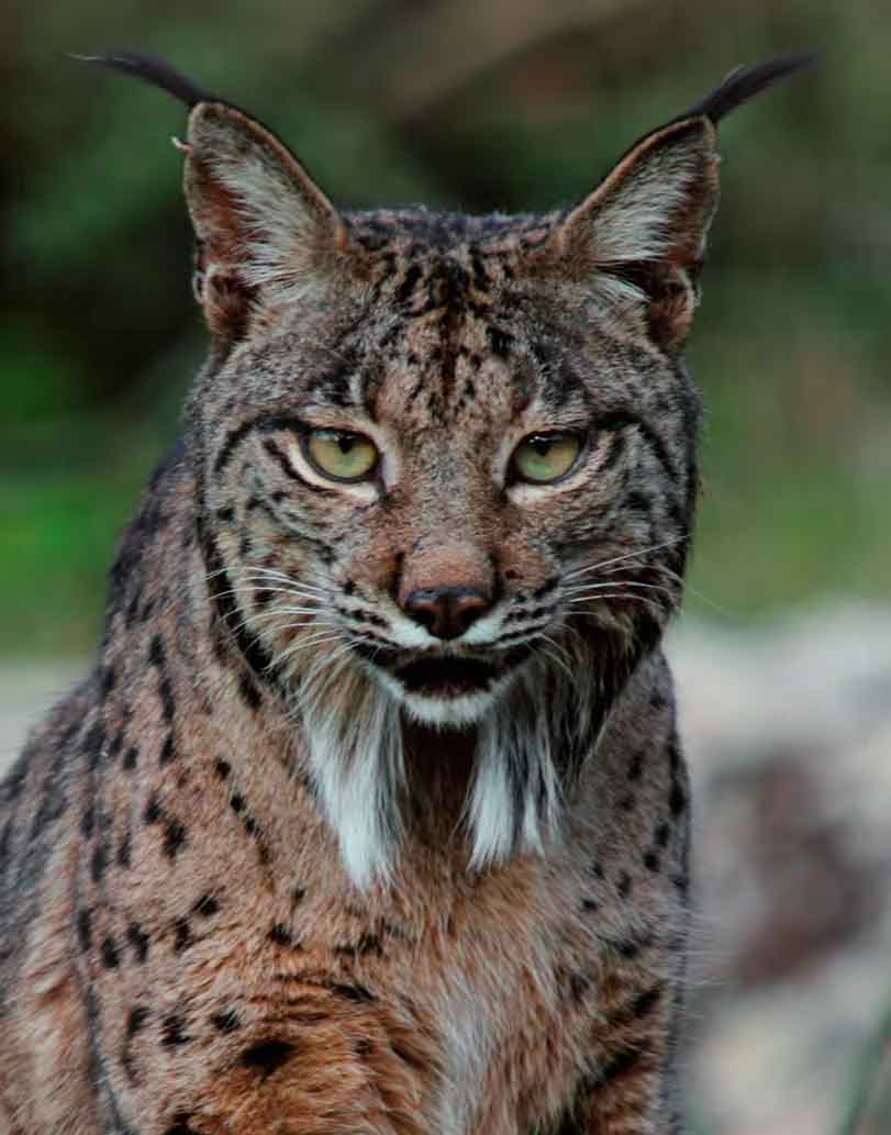 Lince sierra de Andújar