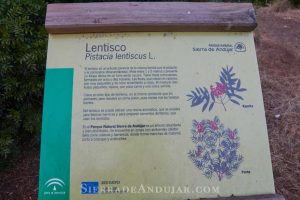 señal-lentisco