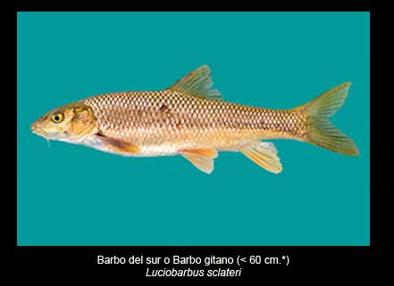 Barbo-pez-Sierra-de-Andujar