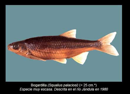 Bogardilla-peces-Sierra-de-Andujar