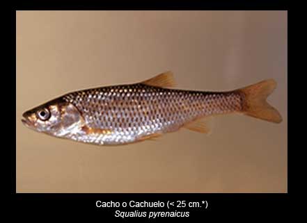 Cacho-peces-Sierra-de-Andujar