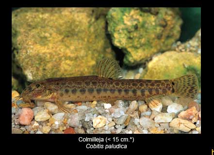 Colmellija-pez-Sierra-de-Andujar
