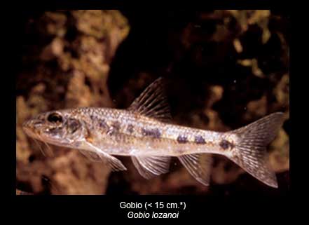 Gobio-pez-Sierra-de-Andujar