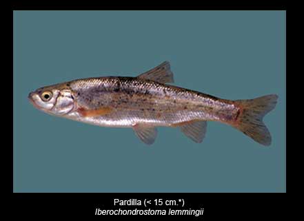 Pardilla-peces-Sierra-de-Andujar