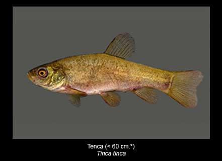 Tenca-pez-Sierra-de-Andujar