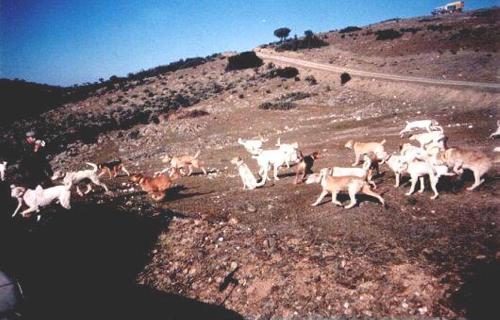 monteria sierra de andujar perros fotos antiguas