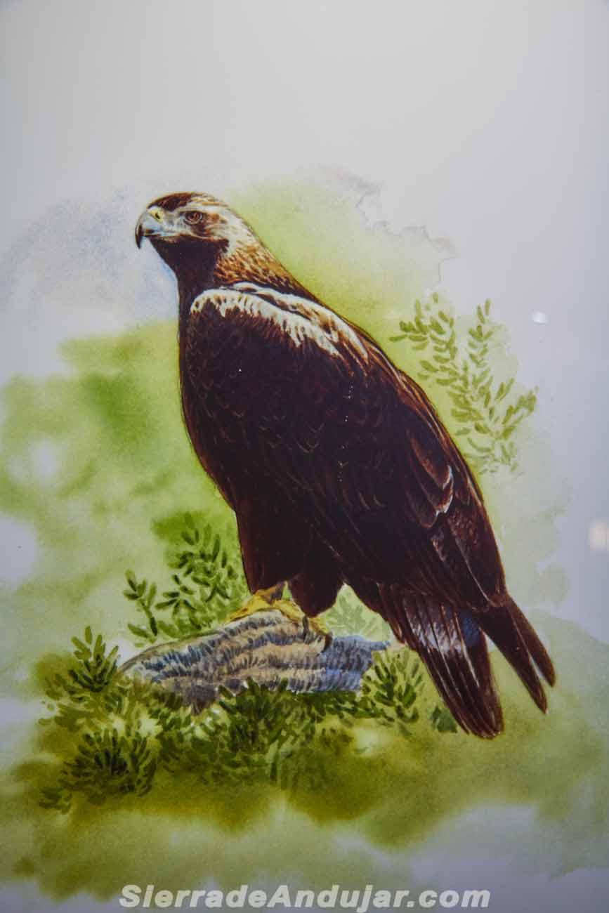 Aguila imperial