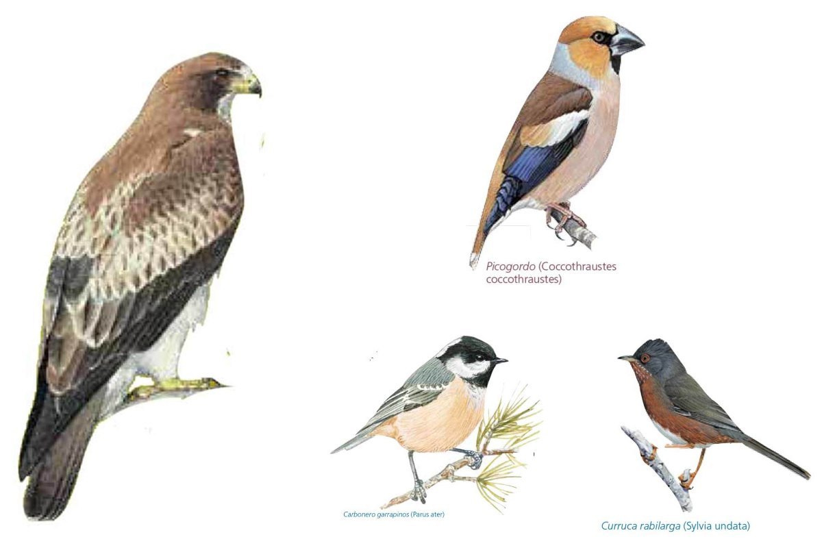 aves Sierra de Andújar