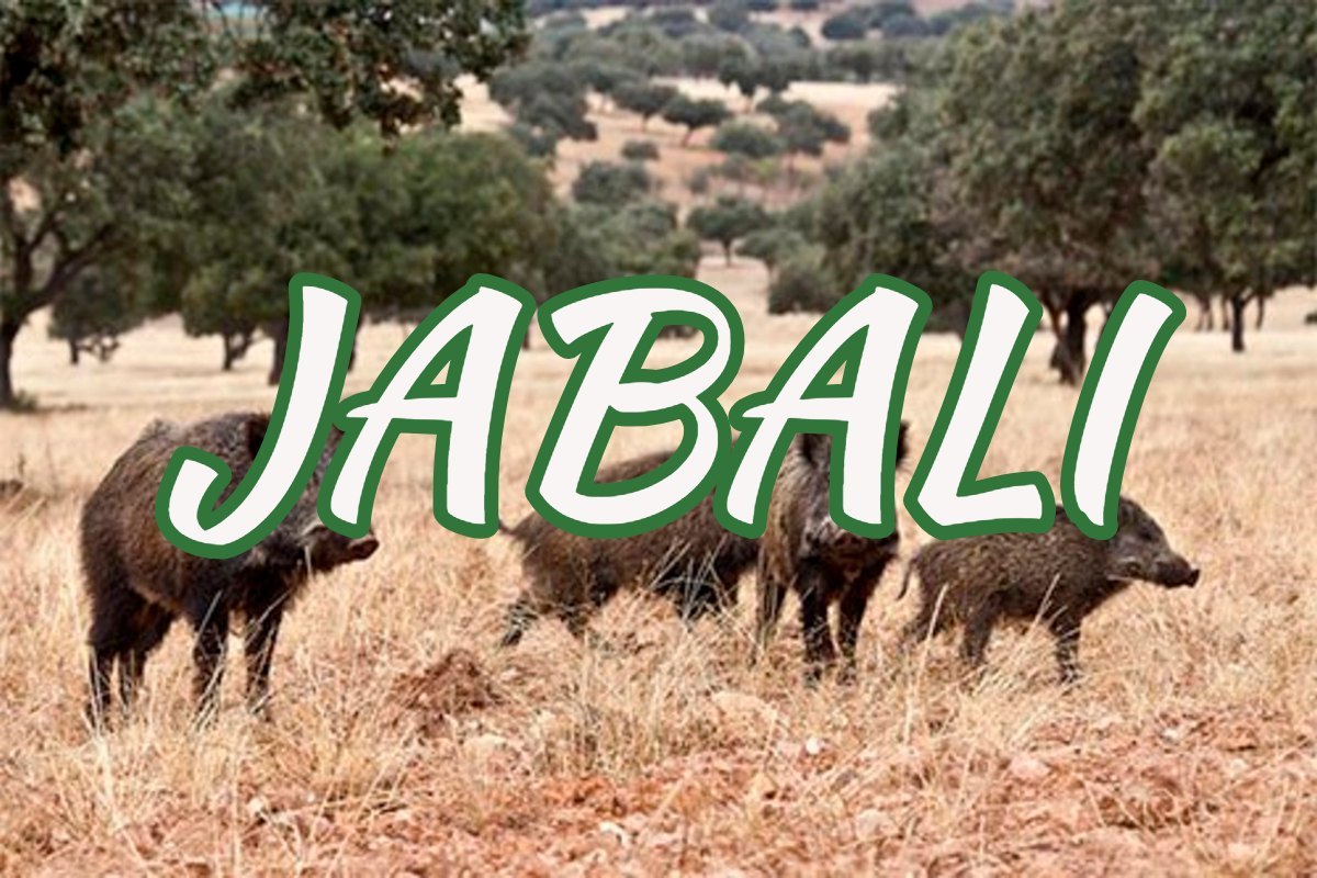 Jabalí