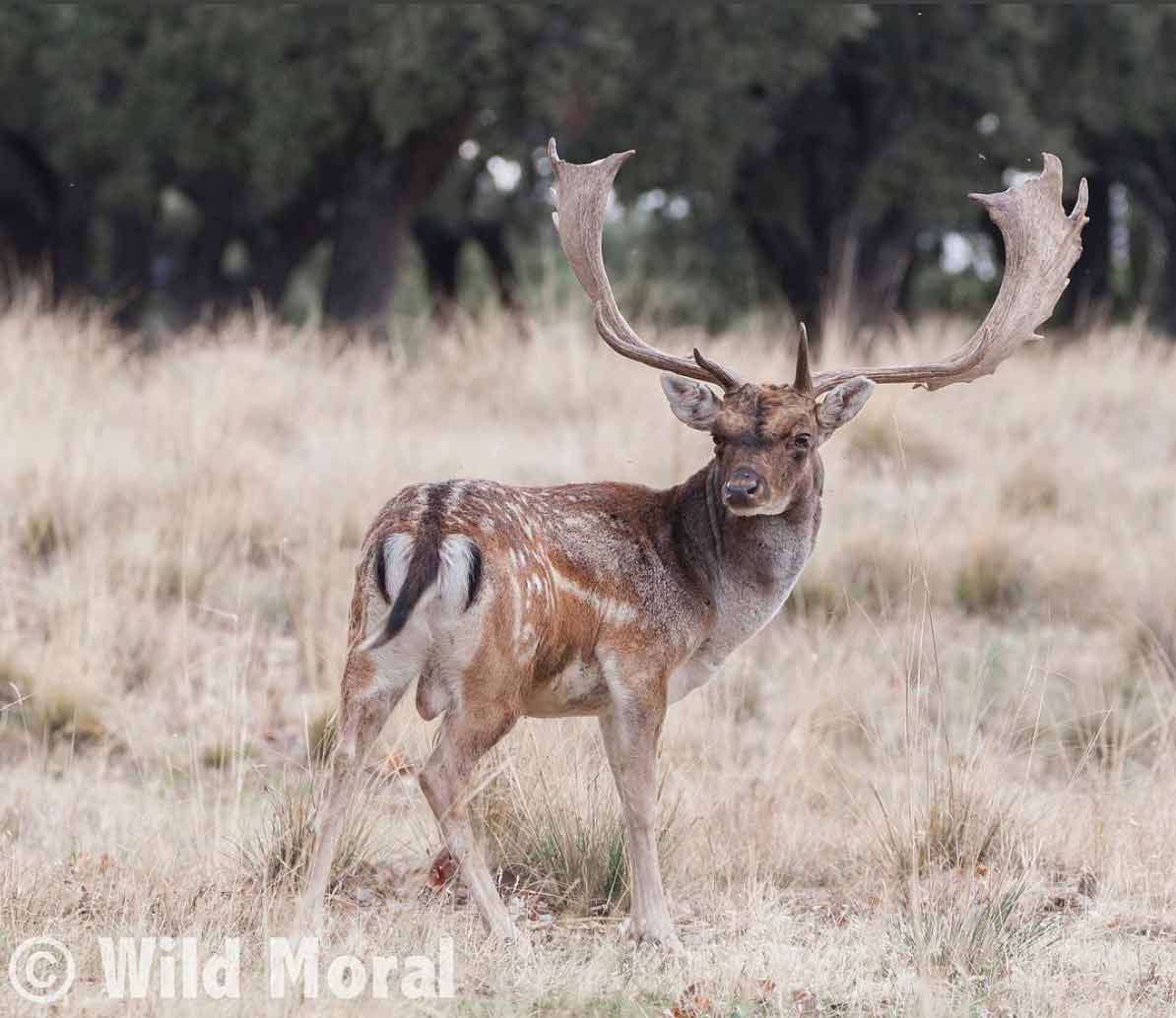Gamo Sierra de Andújar- Fotografía de Carlos López