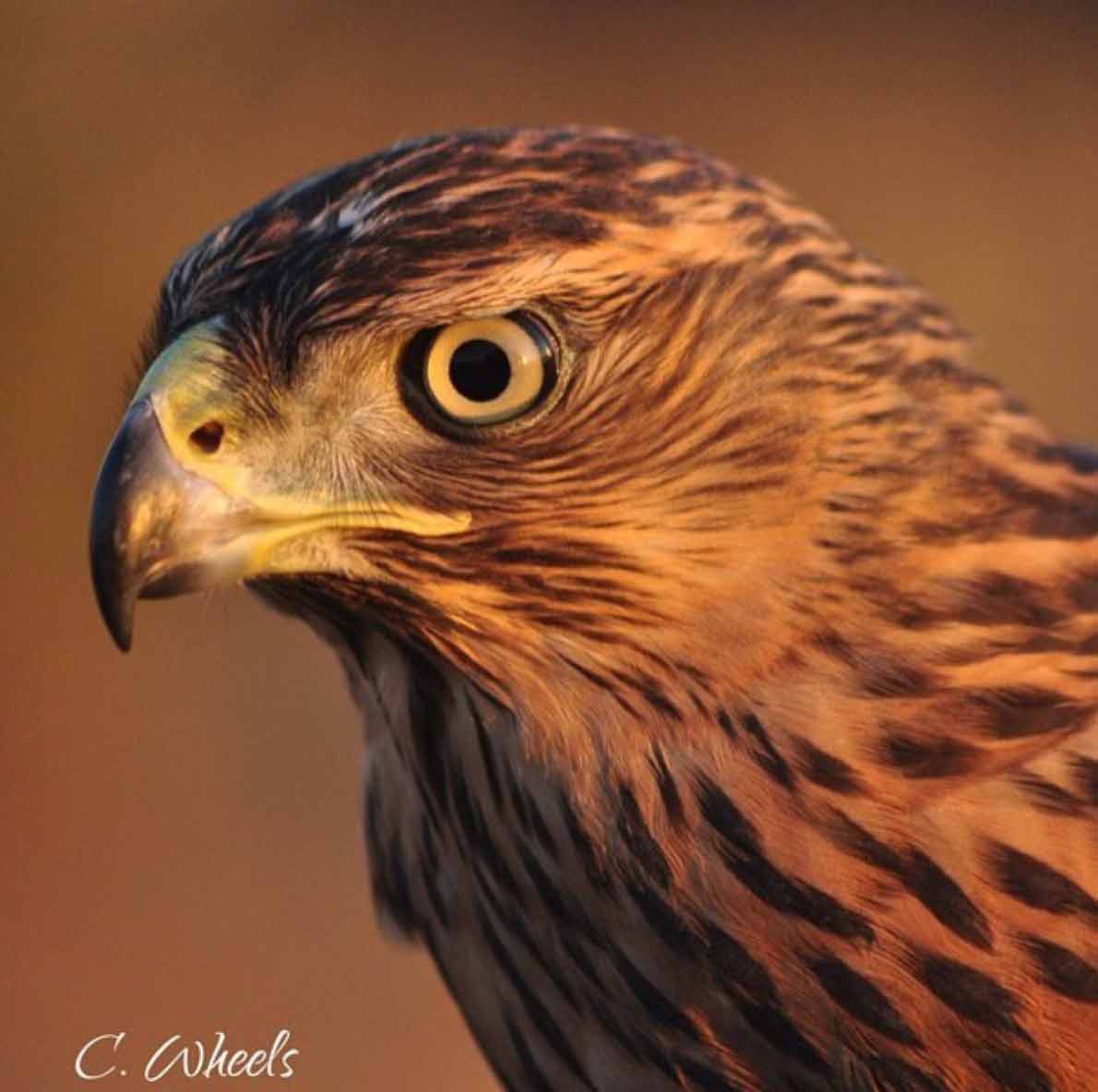 Caza fotográfica azor en Sierra de Andújar