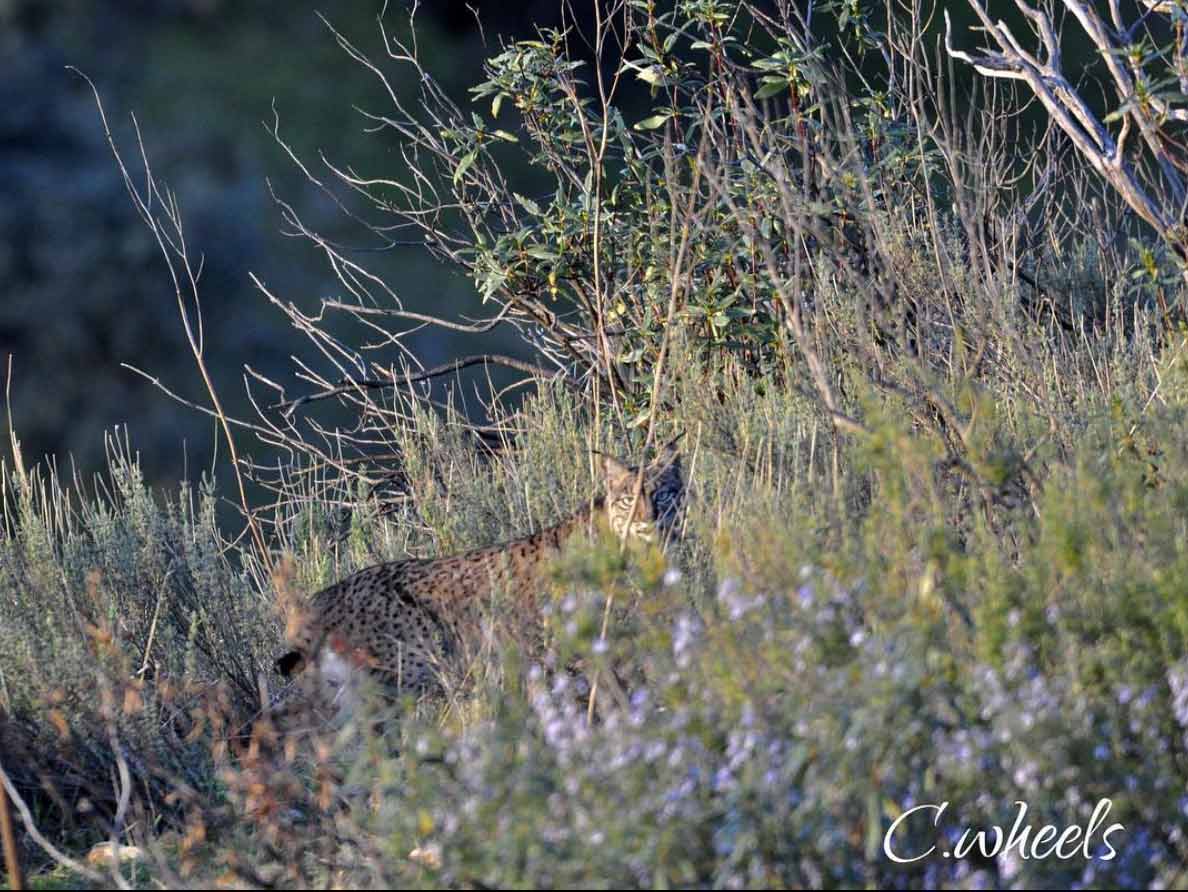 Caza fotográfica lince- Fotografía de Carlos López