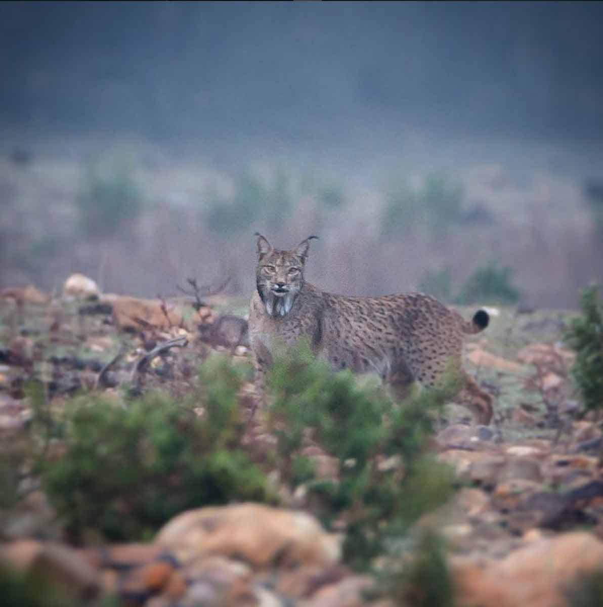 Sierra de Andújar- Fotografía de Carlos López