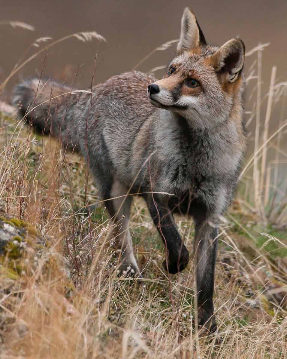 Zorro Sierra de Andújar- Fotografía de Carlos López