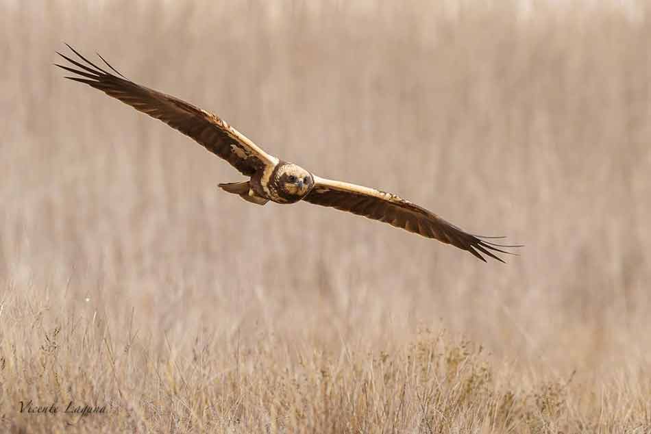 Aguilucho-lagunero