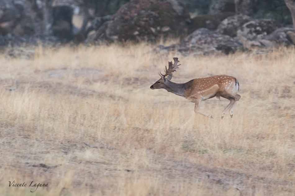 gamo-sierra-de-andujar