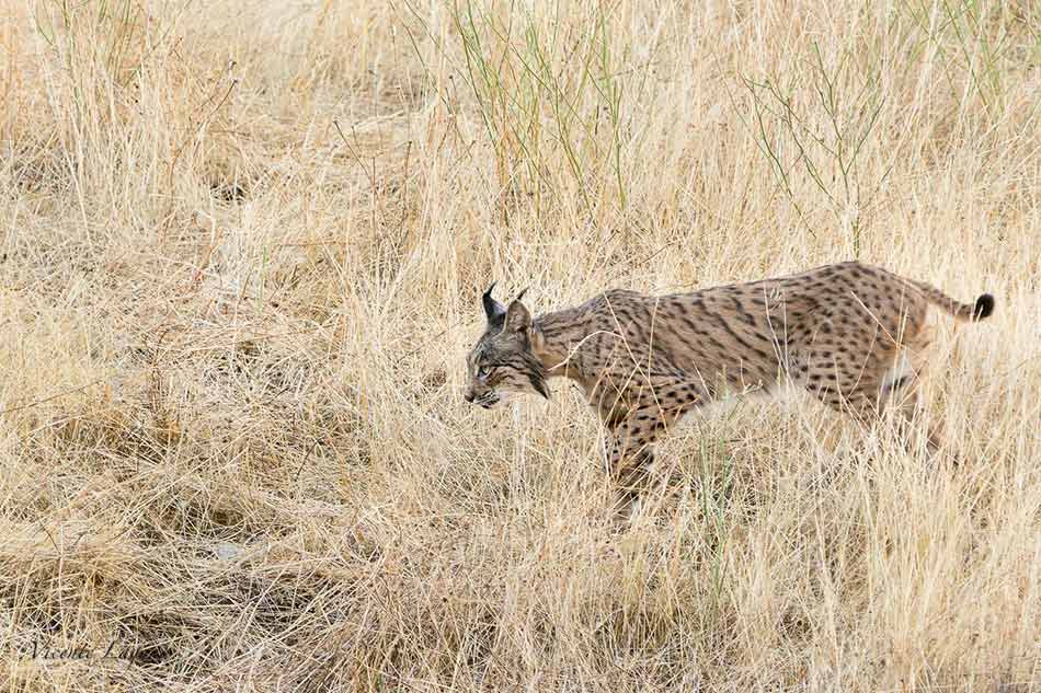 lince-en-parque-natural-sierra-de-andujar