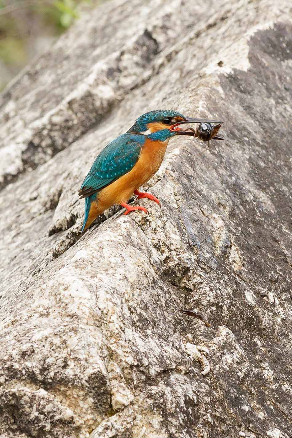 martin-pescador-sierra-de-andujar