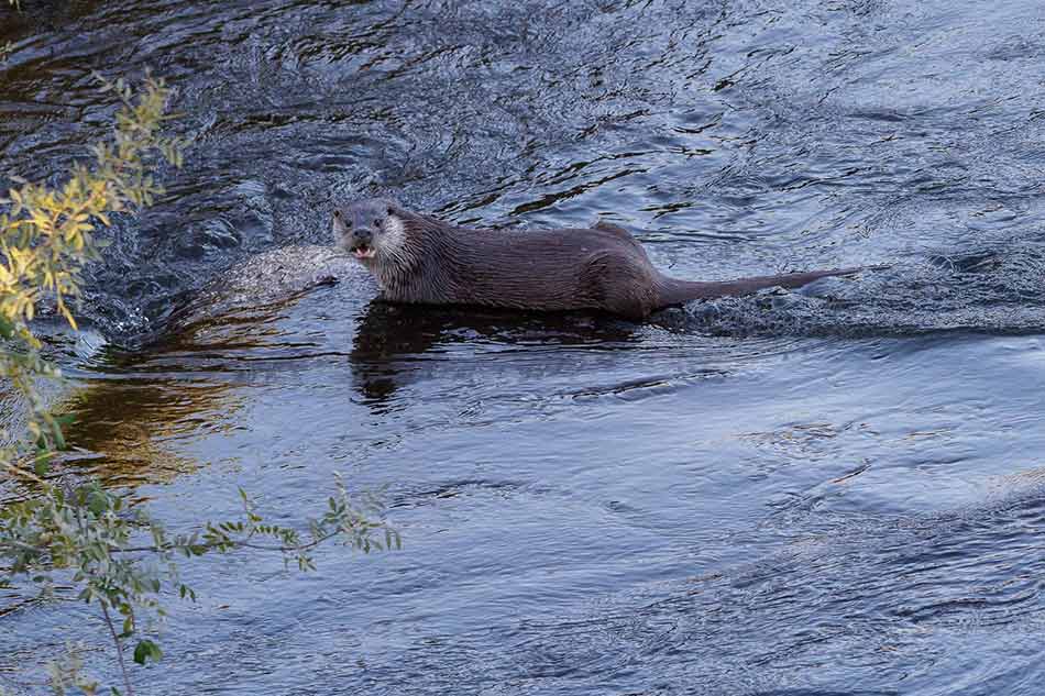 nutria-sierra-de-andujar