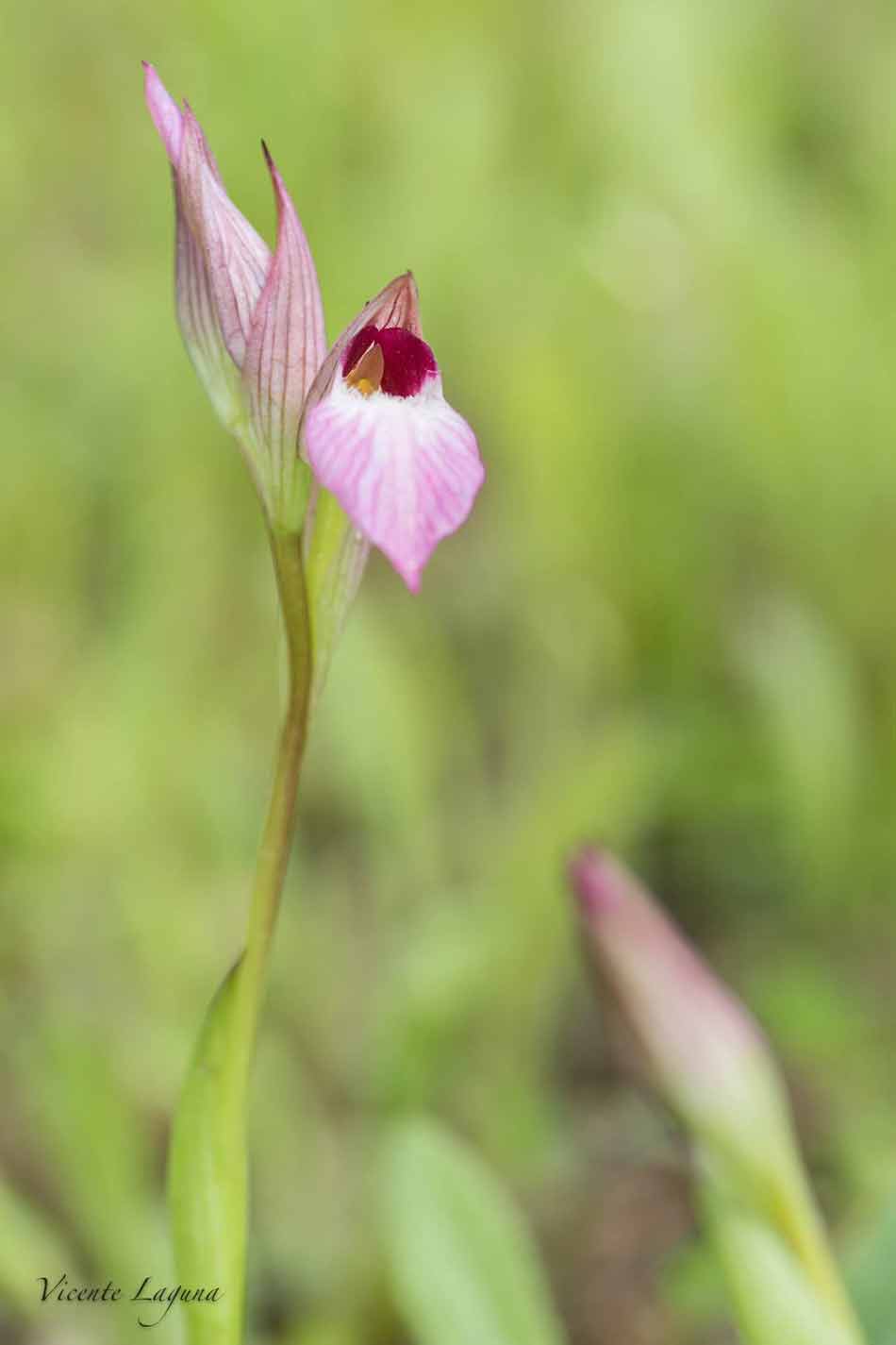 Fotografía orquídeas de Vicente Laguna