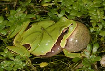 Ranita de San Antonio