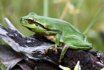 Ranita Meridional