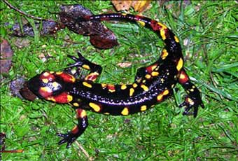 Salamandra en la Sierra de Andújar