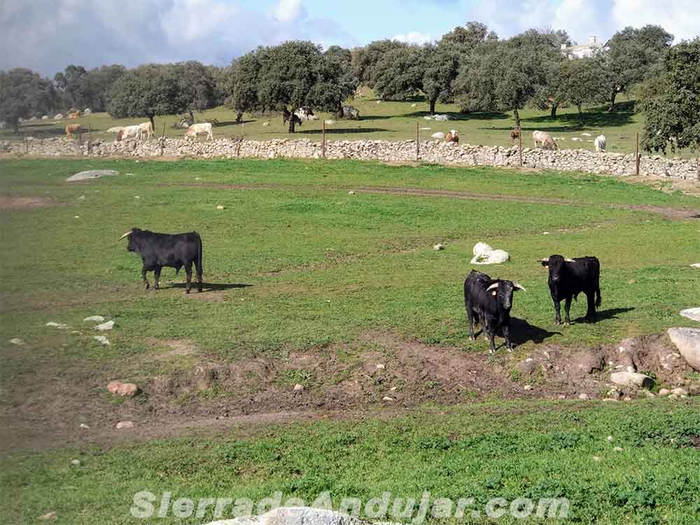 Toros Flores Albarran