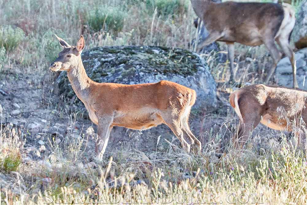 Cervatillo en el parque natural Sierra de Andújar