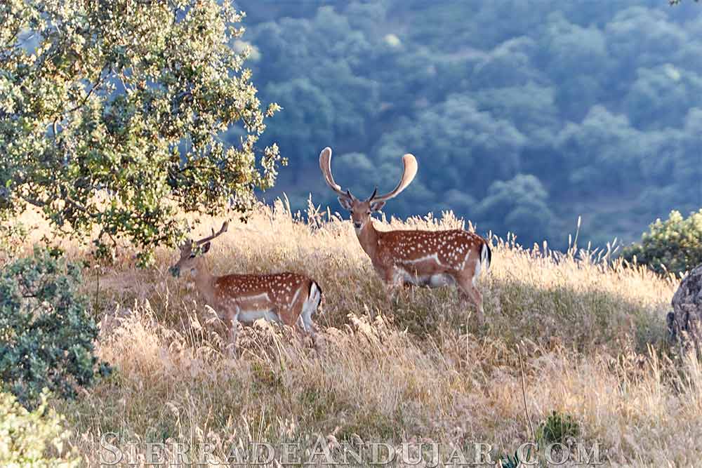 Palas gamos