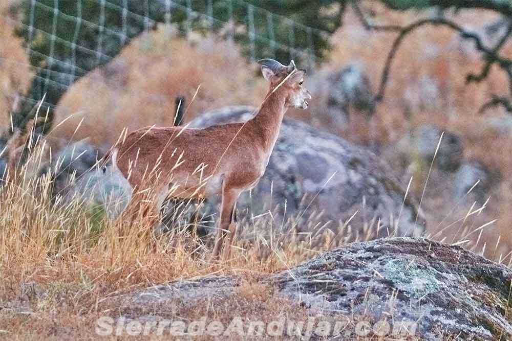 Cabra montesa