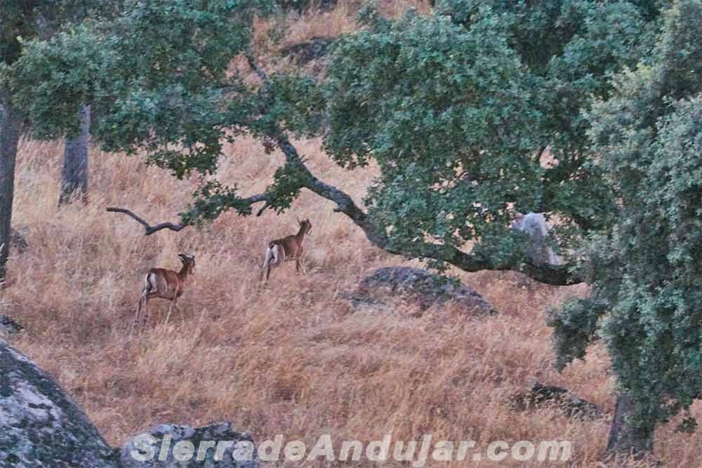 Cabras montesas crias