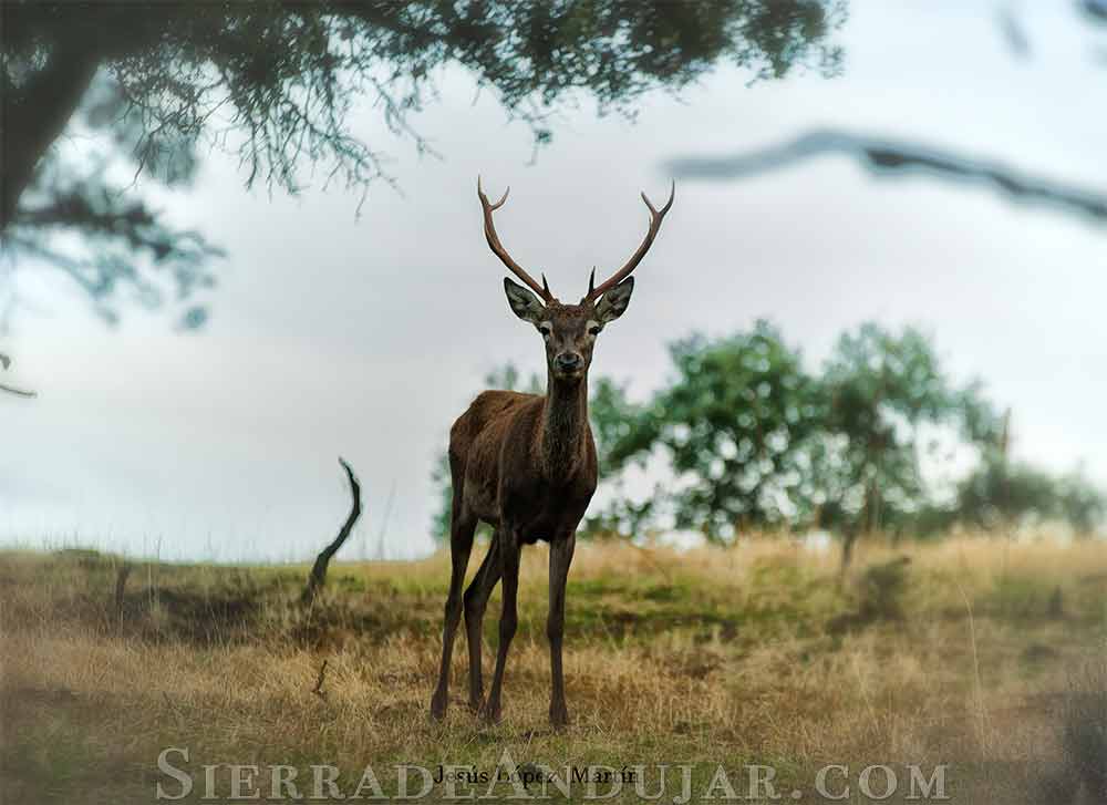 Ciervo Parque Natural Jaén