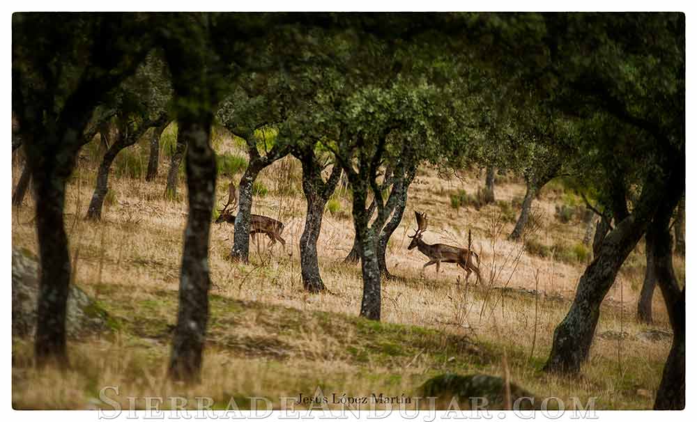 Gamos parque natural