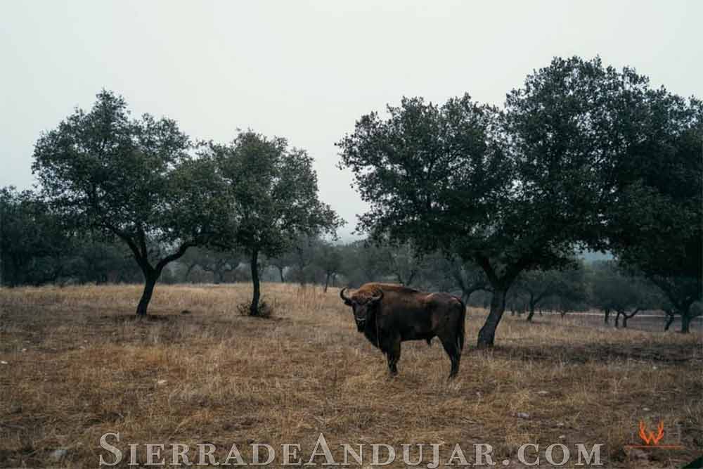 Bisonte Sierra de Andújar