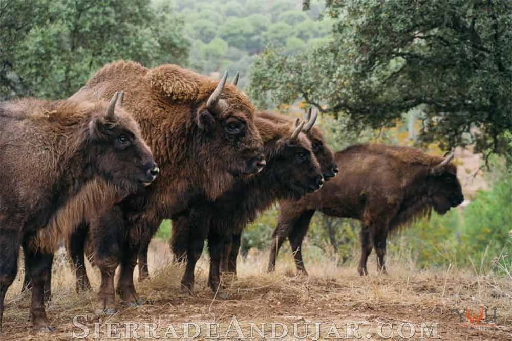 Bisontes Sierra de Andújar