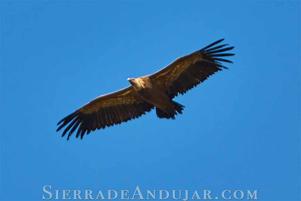 Buitre volando