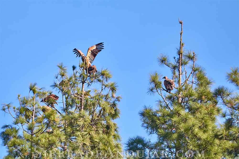 Buitres en árbol