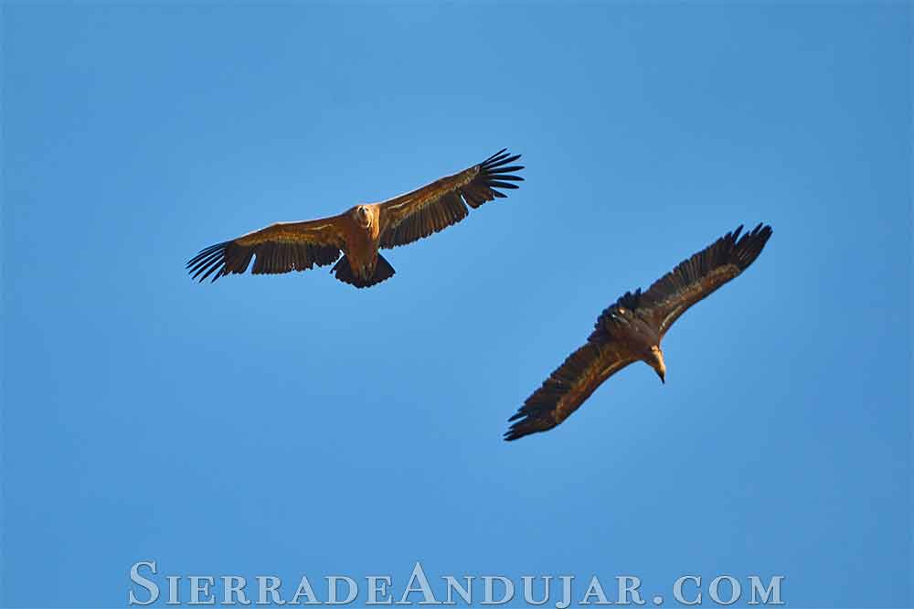 Buitres volando